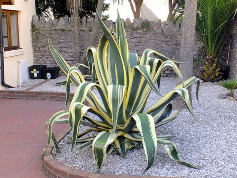 Agave americana 'Marginata' (Variegated Century Plant)