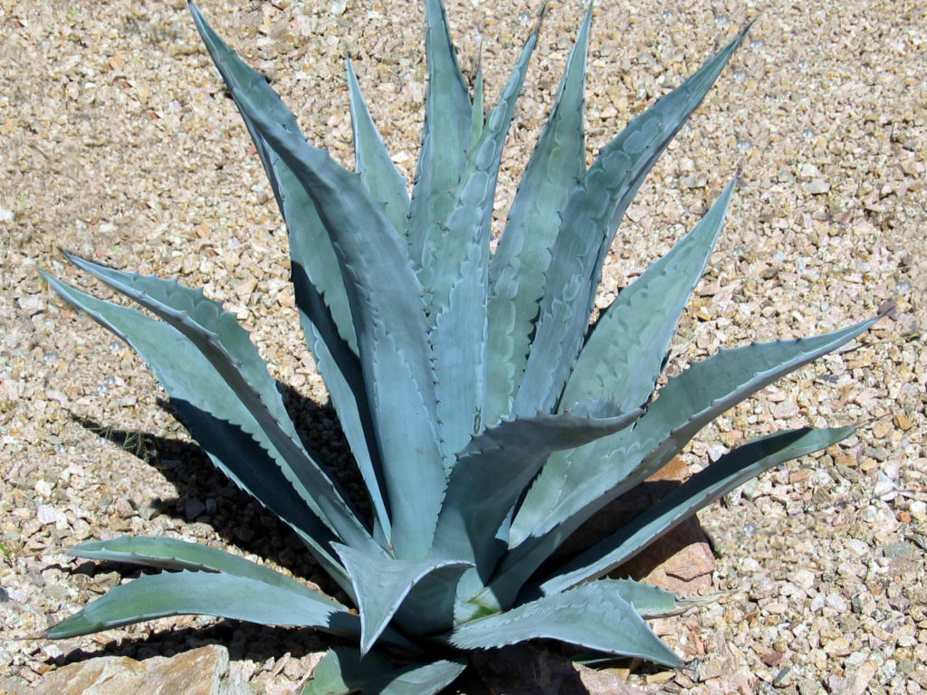 Agave americana (Planta del Siglo)