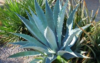 Agave americana (Century Plant) Agave americana (Century Plant)