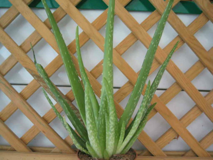 Healthy Edible Succulents (Aloe vera)