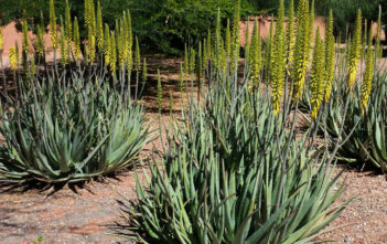 Aloe vera (Barbados Aloe) Aloe vera (Barbados Aloe)
