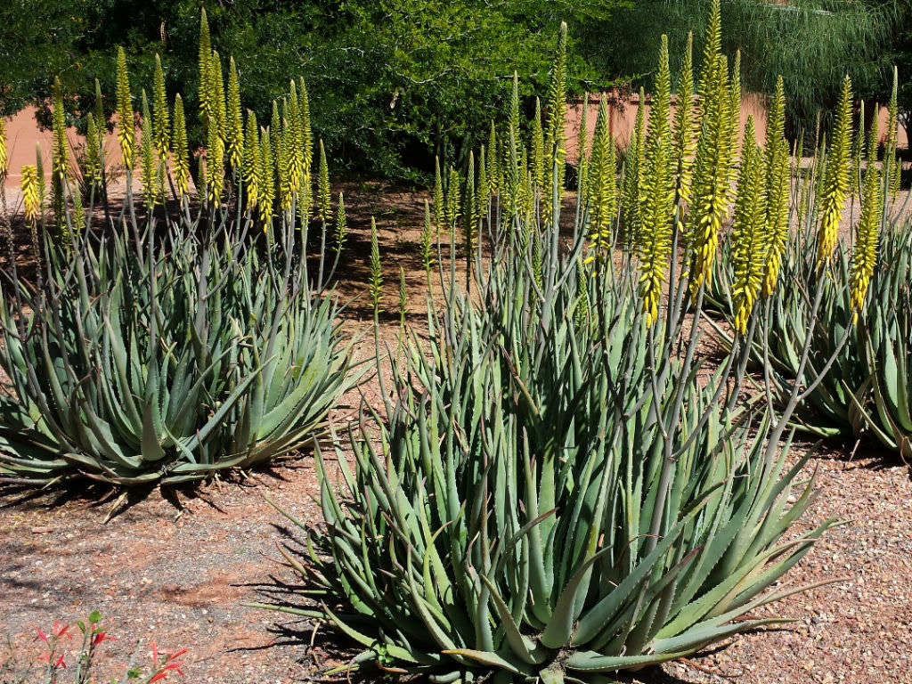 Aloe vera الوفيرا Aloe-vera-Barbados-Aloe2