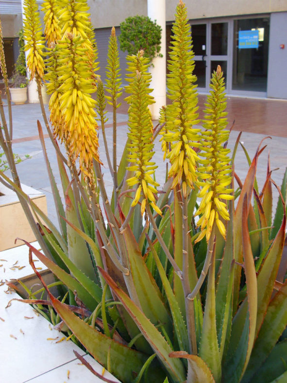Aloe vera (Barbados Aloe)