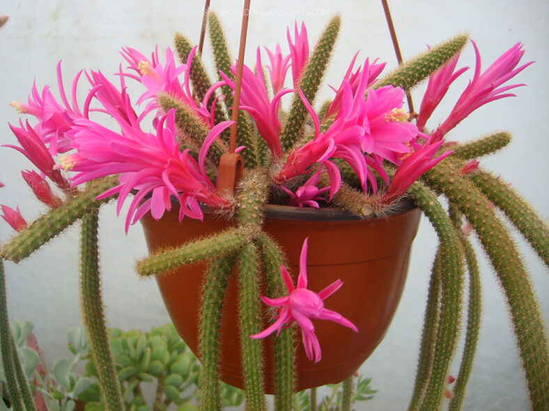 Aporocactus flagelliformis (Rattail Cactus) aka Disocactus flagelliformis