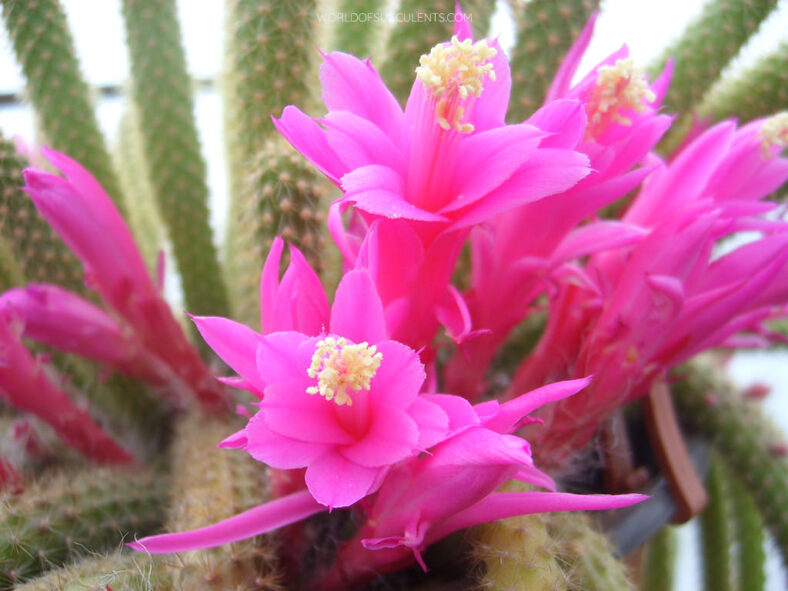 Aporocactus flagelliformis (Rattail Cactus) aka Disocactus flagelliformis