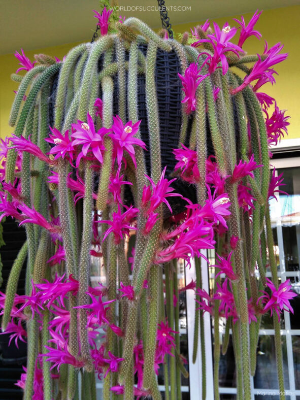 Aporocactus flagelliformis (Rattail Cactus) aka Disocactus flagelliformis
