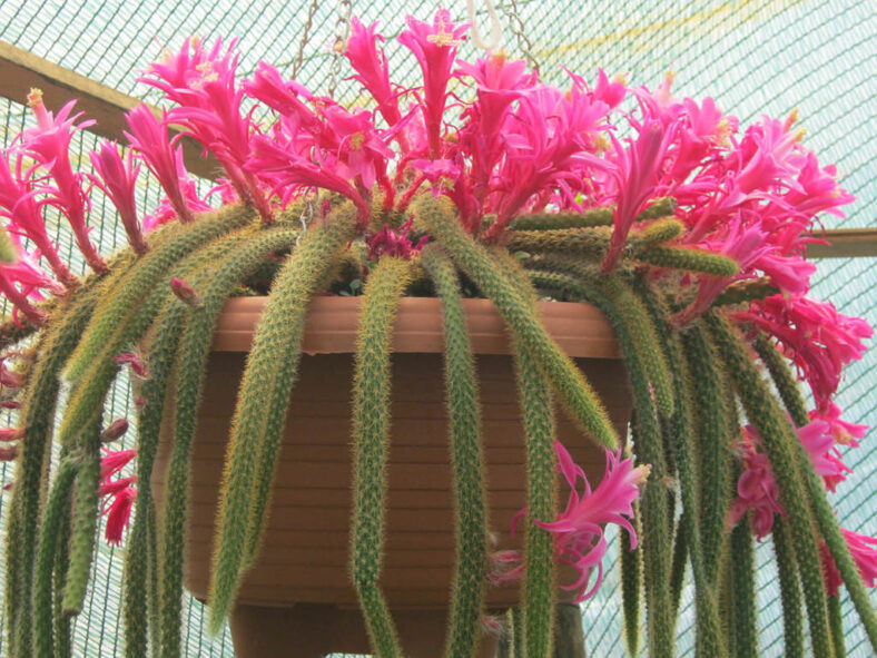 Aporocactus flagelliformis (Rattail Cactus) aka Disocactus flagelliformis