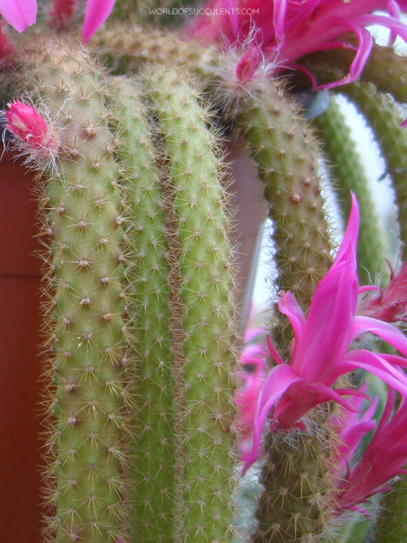 Aporocactus flagelliformis (Rattail Cactus) aka Disocactus flagelliformis