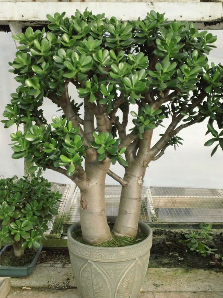 Crassula Potted Plant Money Tree Ikea | 4 Ways To Make Money Online