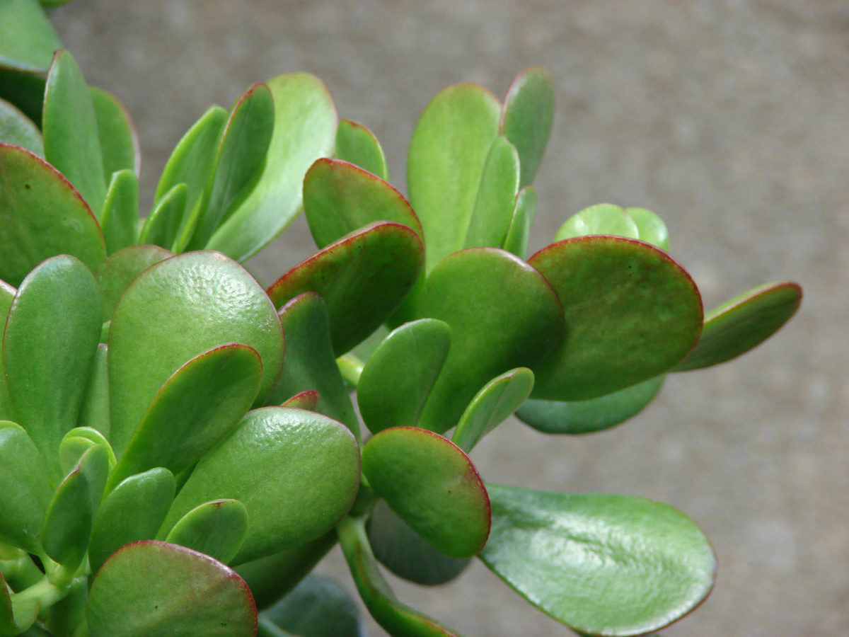 Why the Leaves on a Jade Plant Turn Yellow? - World of Succulents