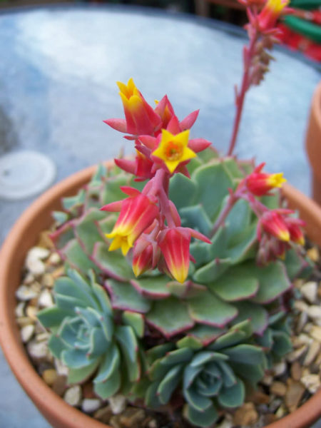 Echeveria elegans - World of Succulents