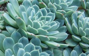 Echeveria elegans (Mexican Snowball) Echeveria elegans (Mexican Snowball)