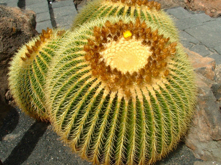 Echinocactus grusonii (Golden Barrel Cactus) aka Kroenleinia grusonii