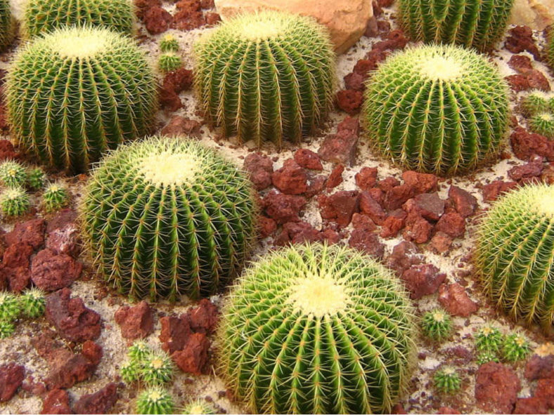 Echinocactus grusonii (Golden Barrel Cactus)
