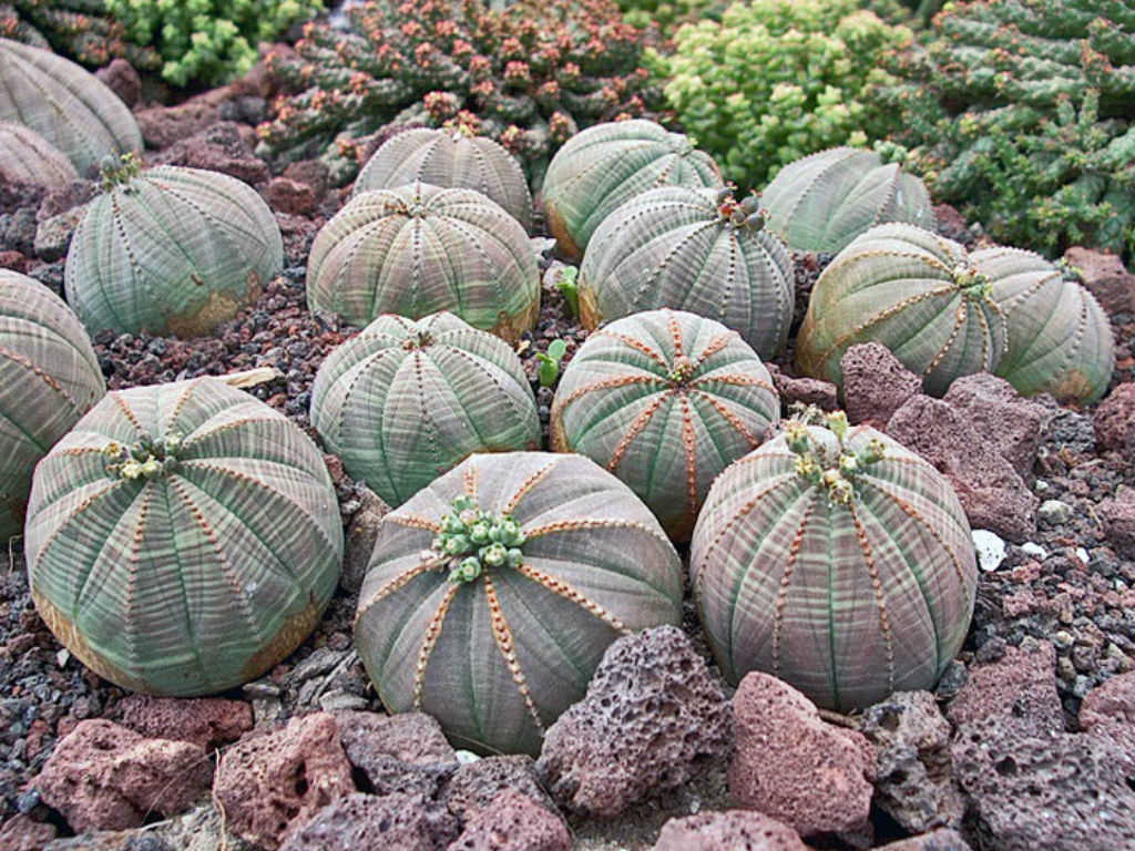 4pcs 3-4cm Succulent Cactus Live plant Euphorbia obesa plants Home Garden  Plant