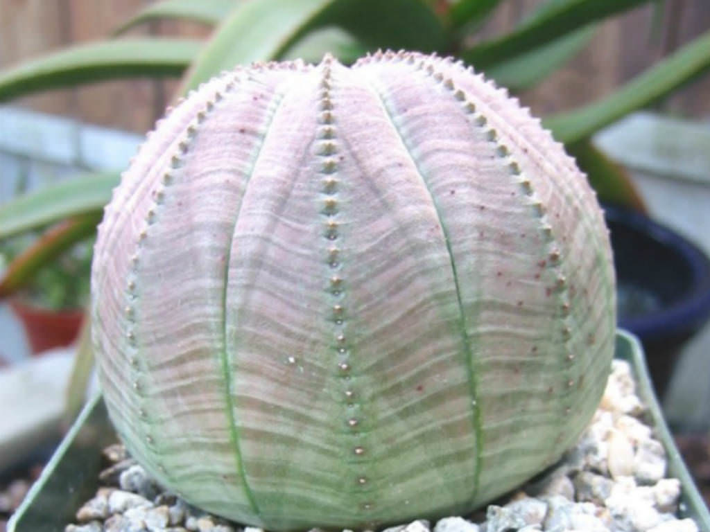 Hasil gambar untuk Euphorbia obesa