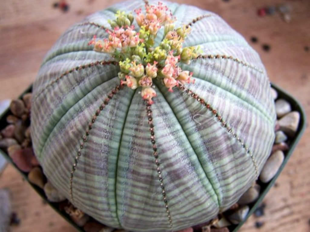 Euphorbia obesa (Baseball Plant)