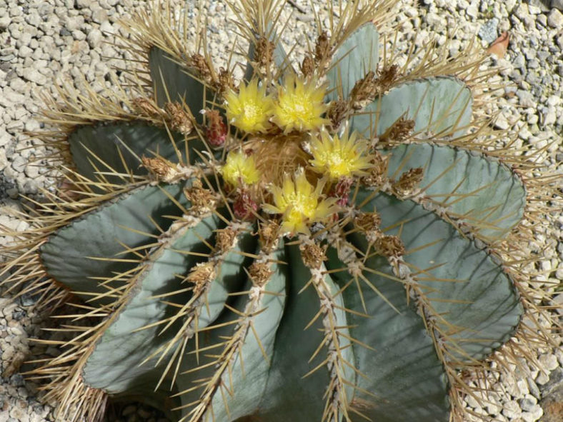 Ferocactus glaucescens (Blue Barrel Cactus)