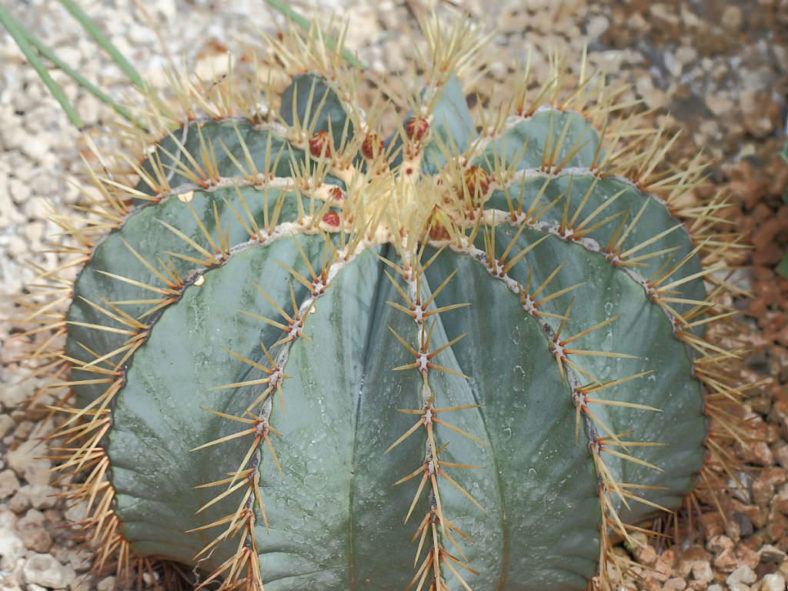 Ferocactus glaucescens (Blue Barrel Cactus)