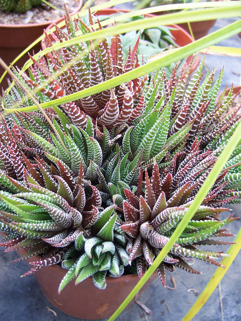 Haworthia attenuata (Zebra Plant) World of Succulents