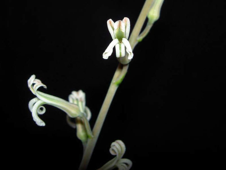 Haworthiopsis attenuata (Zebra Plant) aka Haworthia attenuata