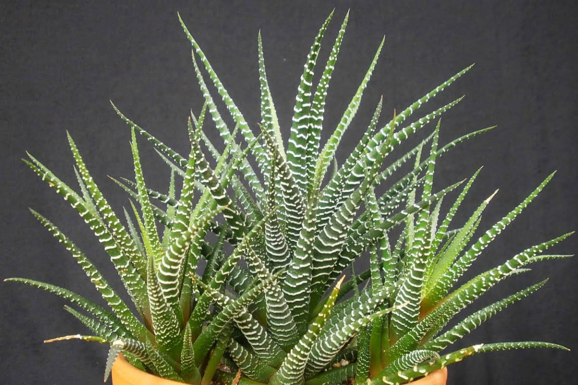 Haworthiopsis attenuata (Zebra Plant) aka Haworthia attenuata