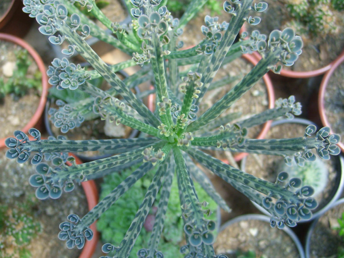 Kalanchoe delagoensis (Chandelier Plant) - World of Succulents