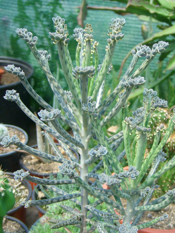 Kalanchoe delagoensis (Chandelier Plant) aka Bryophyllum delagoense