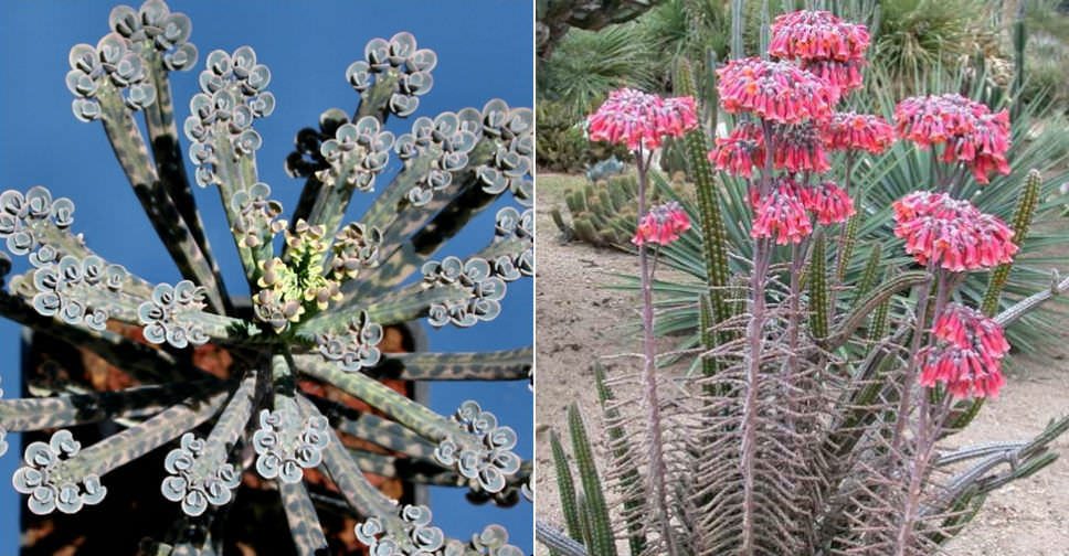 Kalanchoe Delagoensis Chandelier Plant, What Is The Meaning Of Chandelier Plant