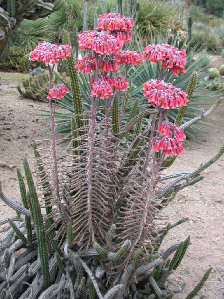 Kalanchoe delagoensis (Chandelier Plant) World of Succulents