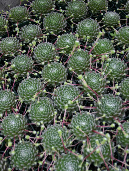 Sempervivum arachnoideum (Cobweb Houseleek) - World of Succulents