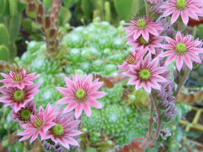 أفضل 12 نباتًا عصاريًا للحدائق المنزلية Sempervivum-arachnoideum-Flower-702x527