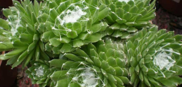 Sempervivum arachnoideum (Cobweb Houseleek)