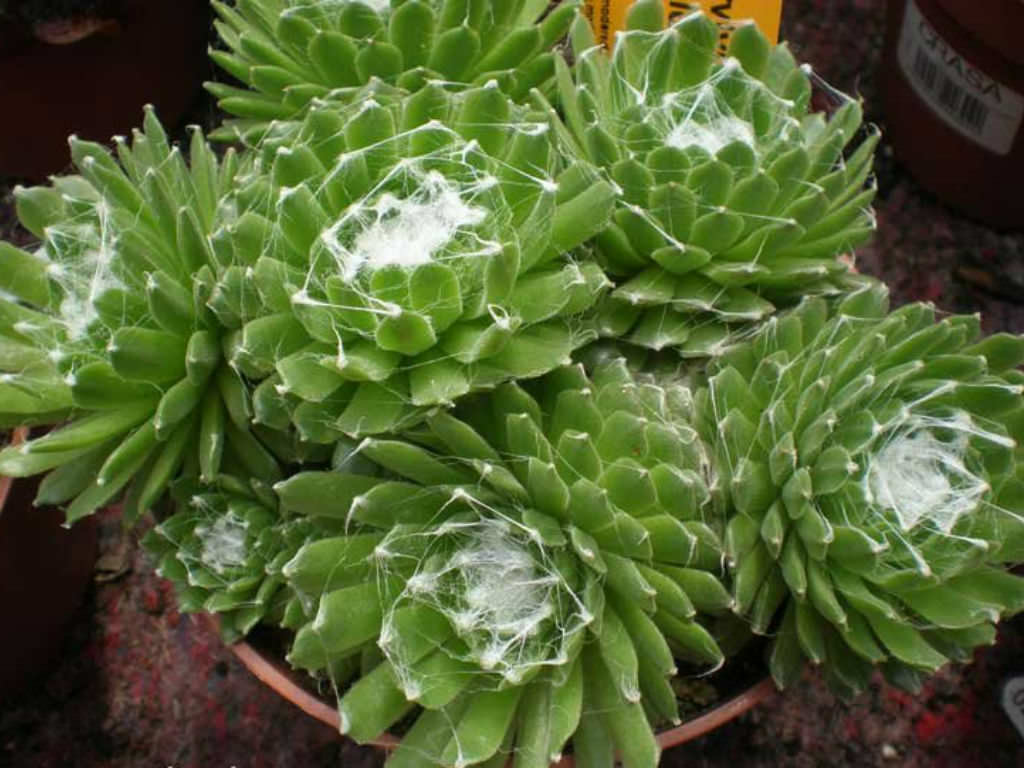 Sempervivum arachnoideum (Cobweb Houseleek) | World of Succulents