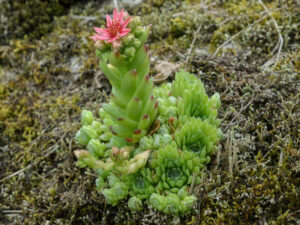 Sempervivum arachnoideum (Cobweb Houseleek)