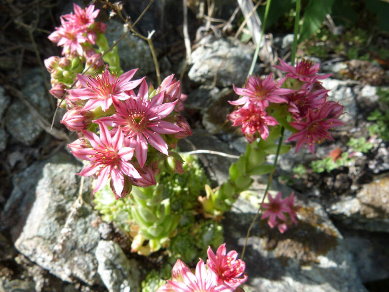 Sempervivum arachnoideum (Cobweb Houseleek)
