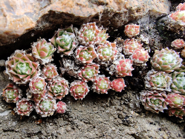 Sempervivum arachnoideum (Cobweb Houseleek)