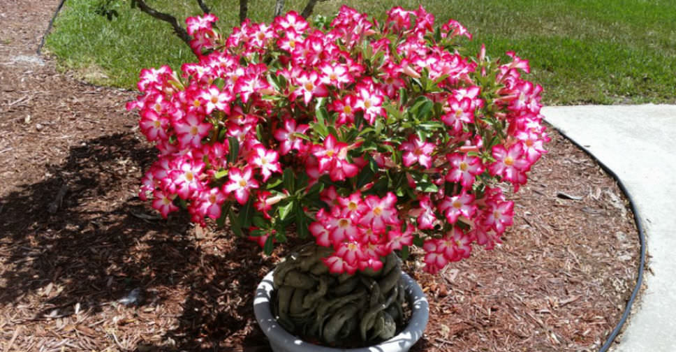 Adenium Obesum Desert Rose World Of Succulents