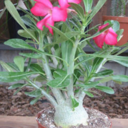 Adenium obesum (Desert Rose) - World of Succulents