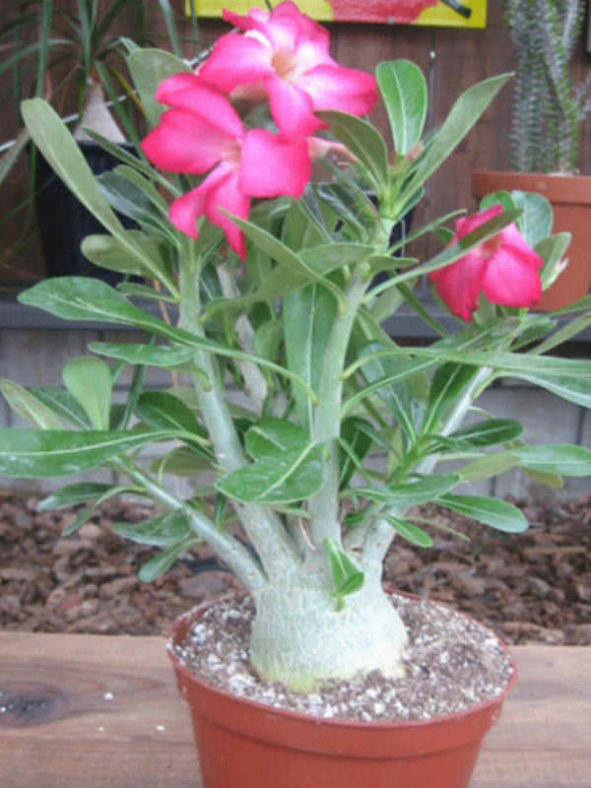 Adenium obesum (Desert Rose)