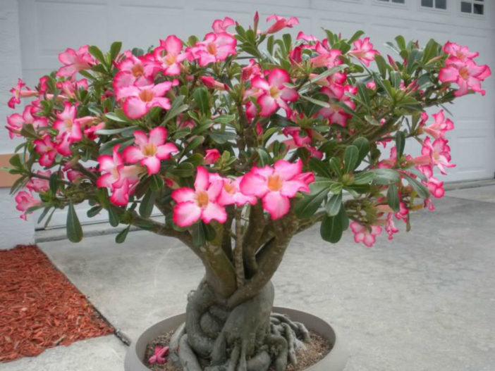 Rose du désert - Adenium obesum