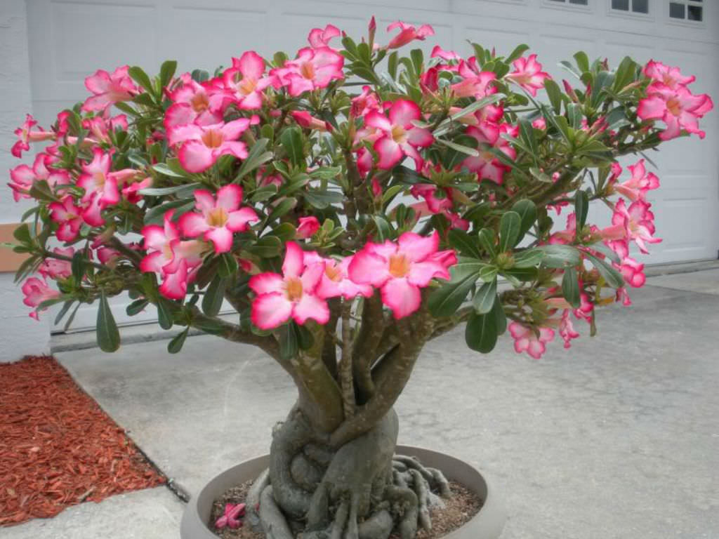 Adenium Obesum Desert Rose Grown in a 6 Pot 