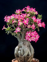 Adenium obesum (Desert Rose) - World of Succulents