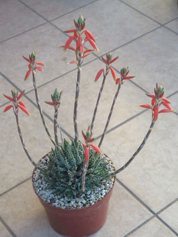 Aloe humilis (Spider Aloe)