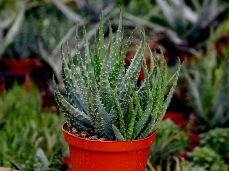 Aloe humilis (Spider Aloe)