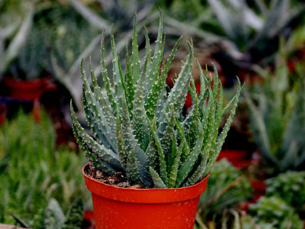 Aloe humilis (Spider Aloe) | World of Succulents