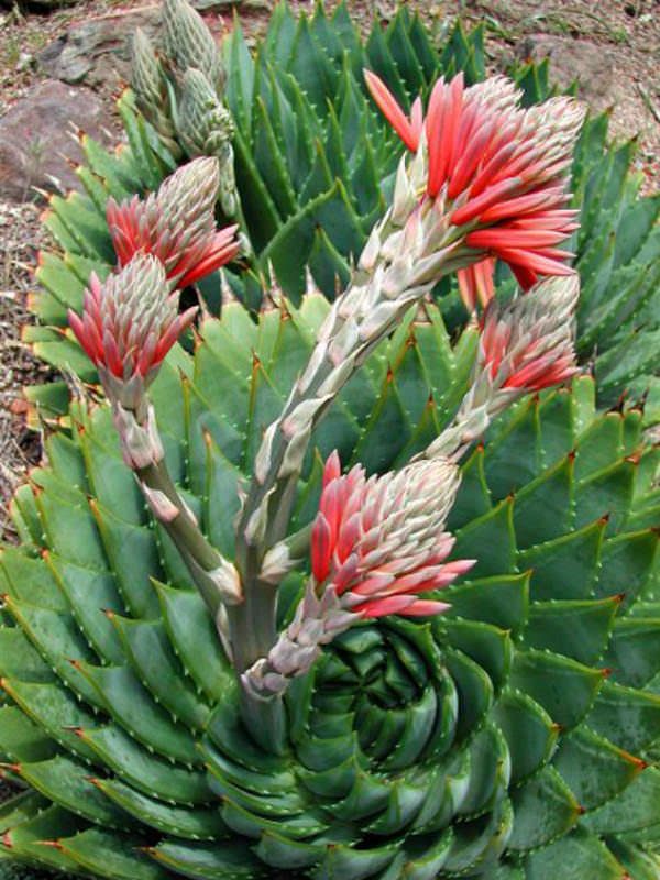Aloe polyphylla (Spiral Aloe) World of Succulents
