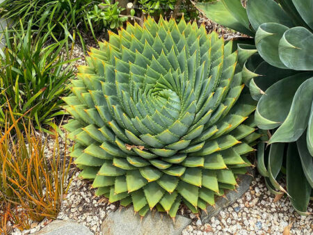 Aloe polyphylla (Spiral Aloe) - World of Succulents