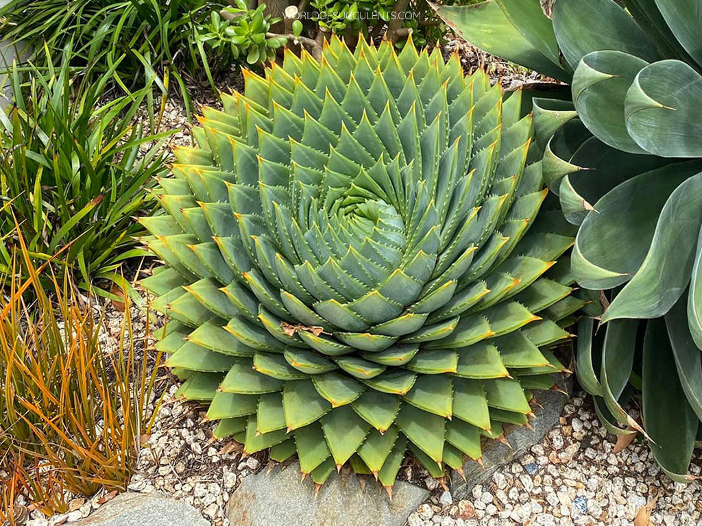 Aloe polyphylla, commonly known as Spiral Aloe