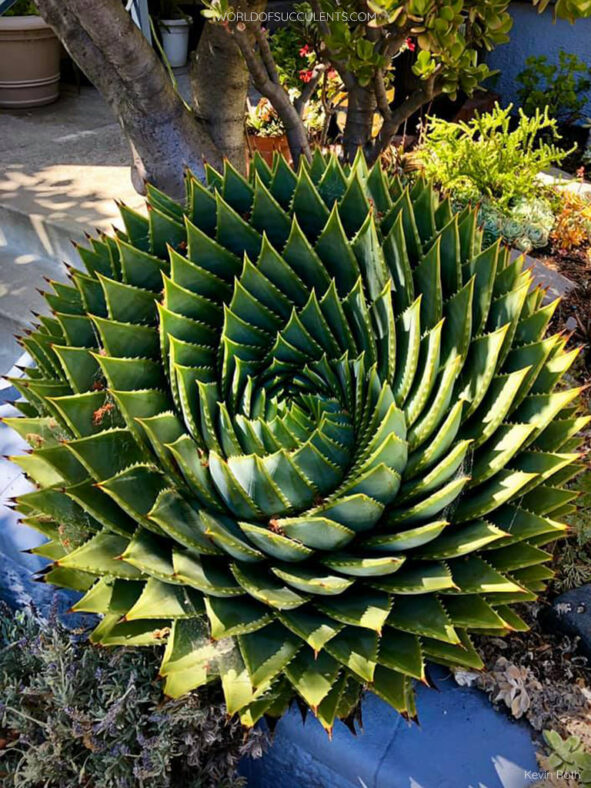 Aloe polyphylla, commonly known as Spiral Aloe